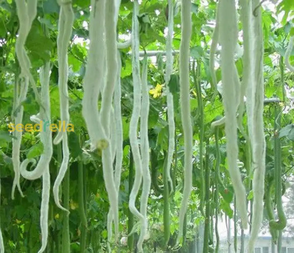 Long Serpent Gourd growing guide