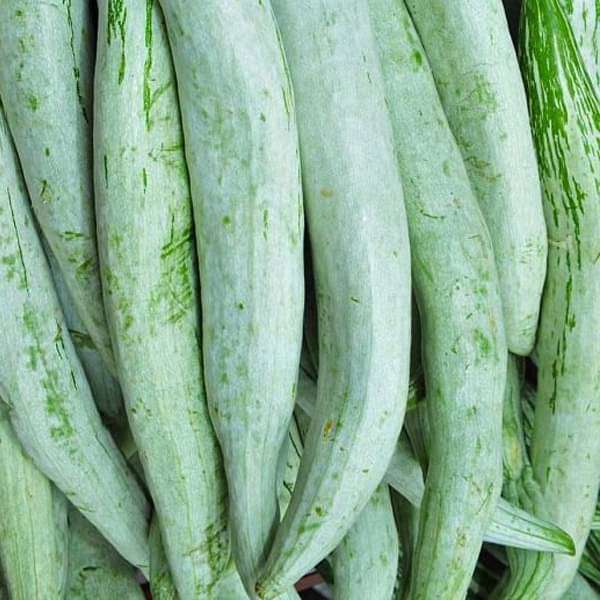 Long snake gourd fruit ready for harvest