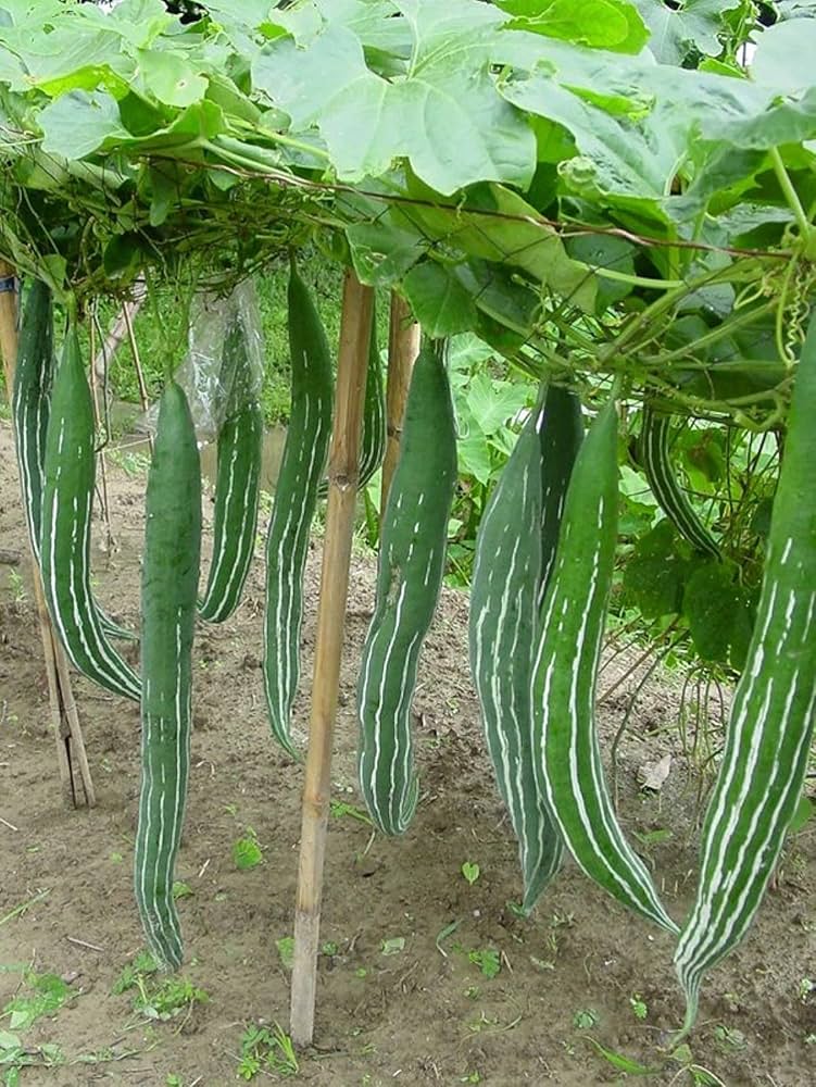 Long snake gourd plant seeds for vertical gardens
