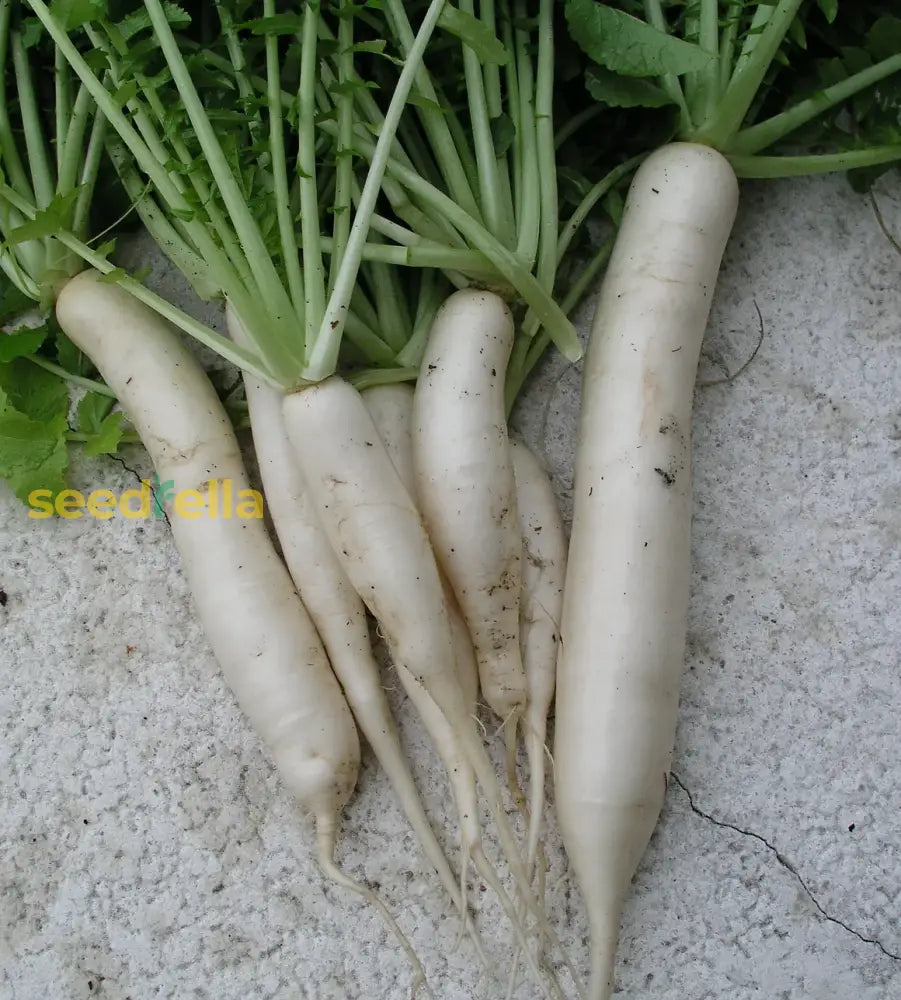 Harvested long white daikon radish roots