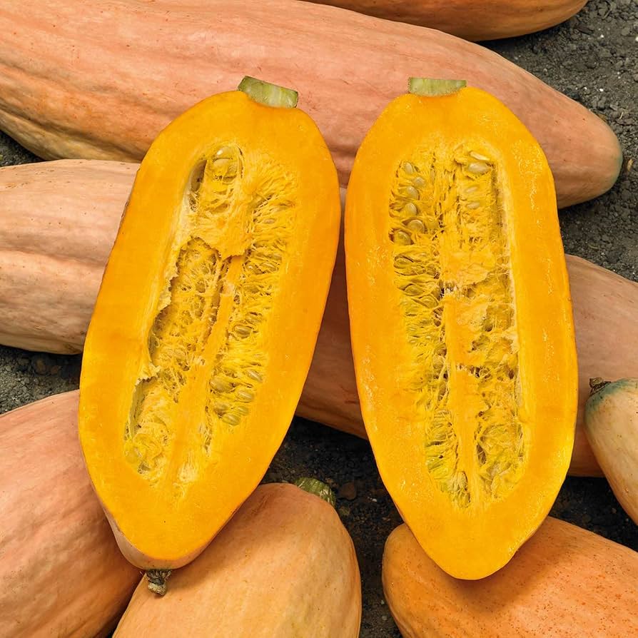Long banana-shaped winter squash fruit