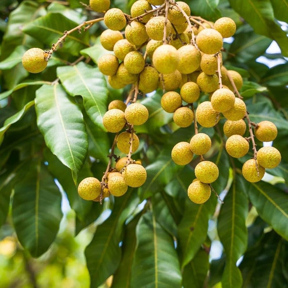 Longan seed germination and planting guide