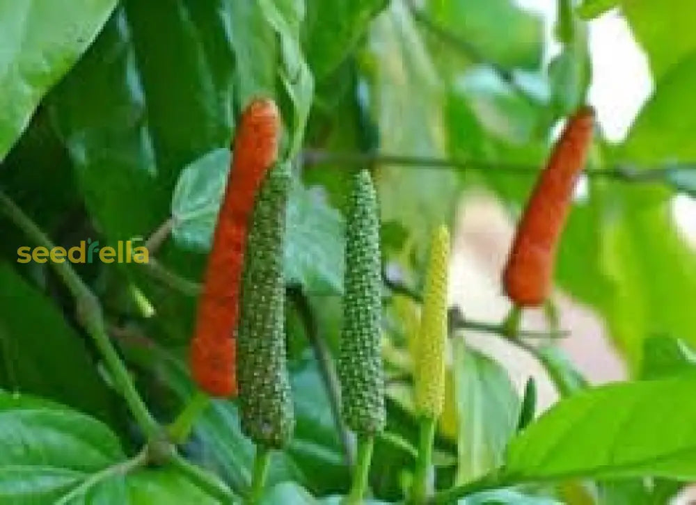 Longum Pepper Vegetable Seeds For Easy Planting Seeds