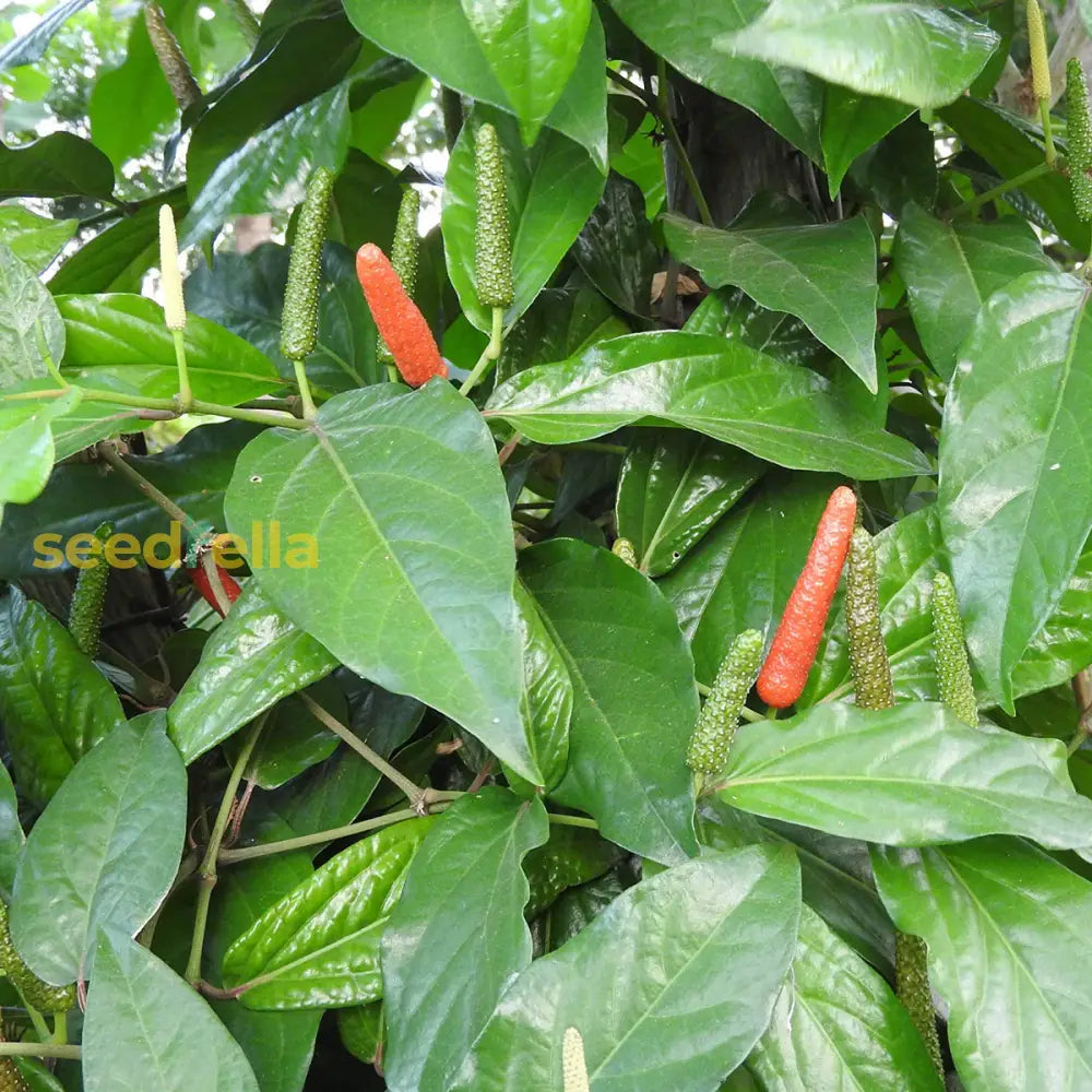 Longum Pepper Vegetable Seeds For Easy Planting Seeds