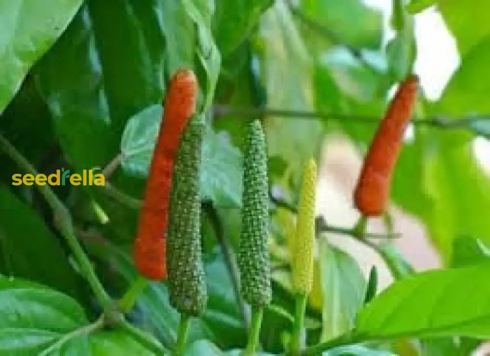 Longum Pepper Vegetable Seeds For Easy Planting Seeds