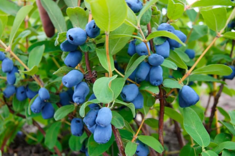 Lonicera caerulea honeyberry seeds producing sweet blue berries