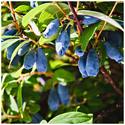Lonicera caerulea Seeds – Honeyberry Non-GMO Fruit Bush for Cold Climates