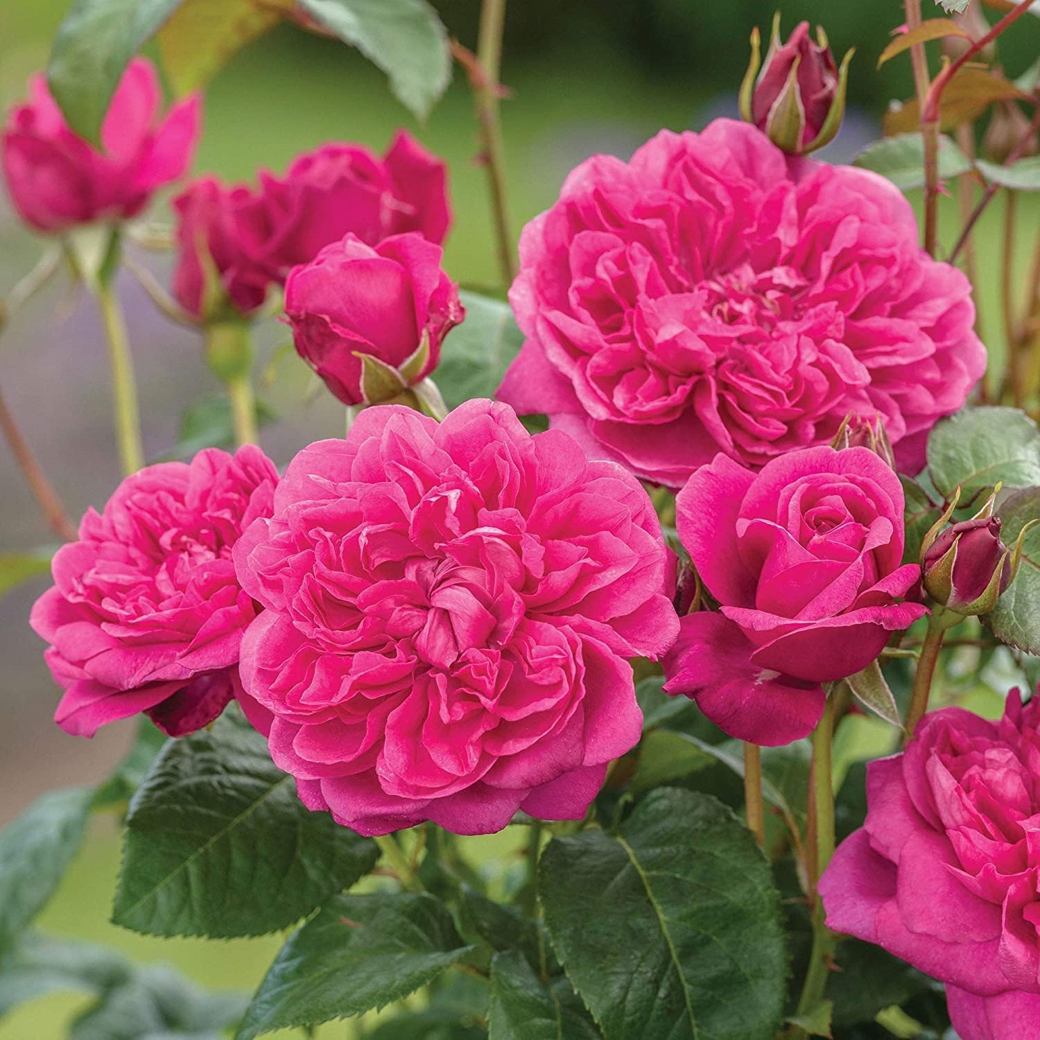 Dark Pink Lonza Gem Rose Flowering Seeds for Planting