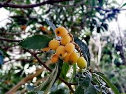Loquat tree growing guide from seed to fruit