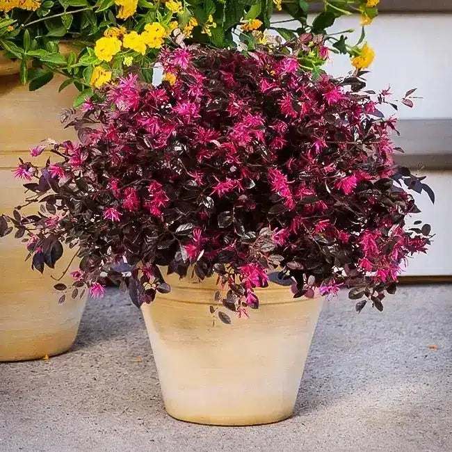 White Loropetalum seeds for low-maintenance garden planting
