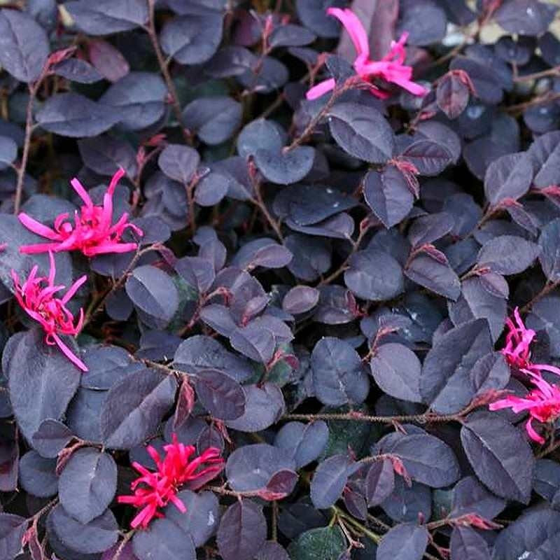 Easy to grow White Loropetalum seeds for containers and gardens
