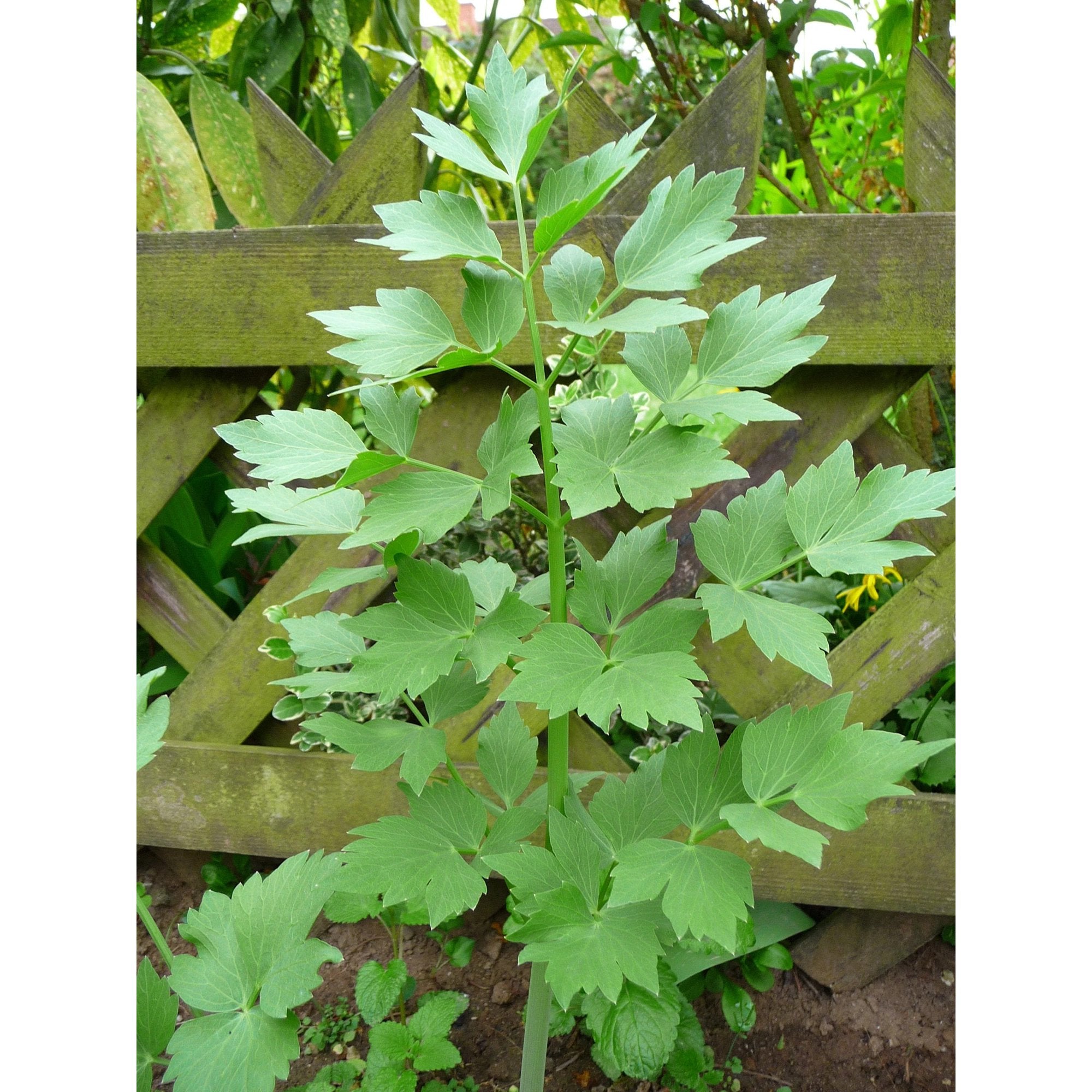 Lovage plant in bloom with yellow flower umbels