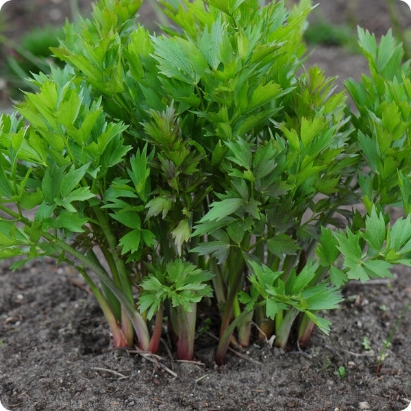Lovage seeds Levisticum officinale tall perennial plant