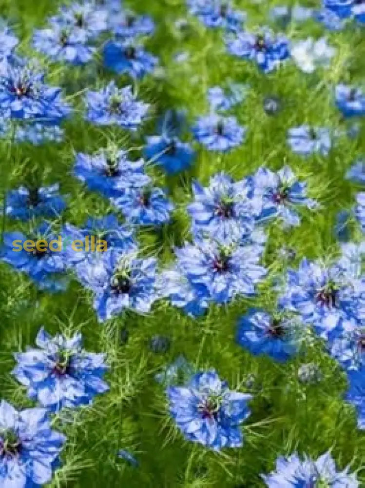 Love-In-A-Mist Flower Seeds For Planting  Nigella Damascena