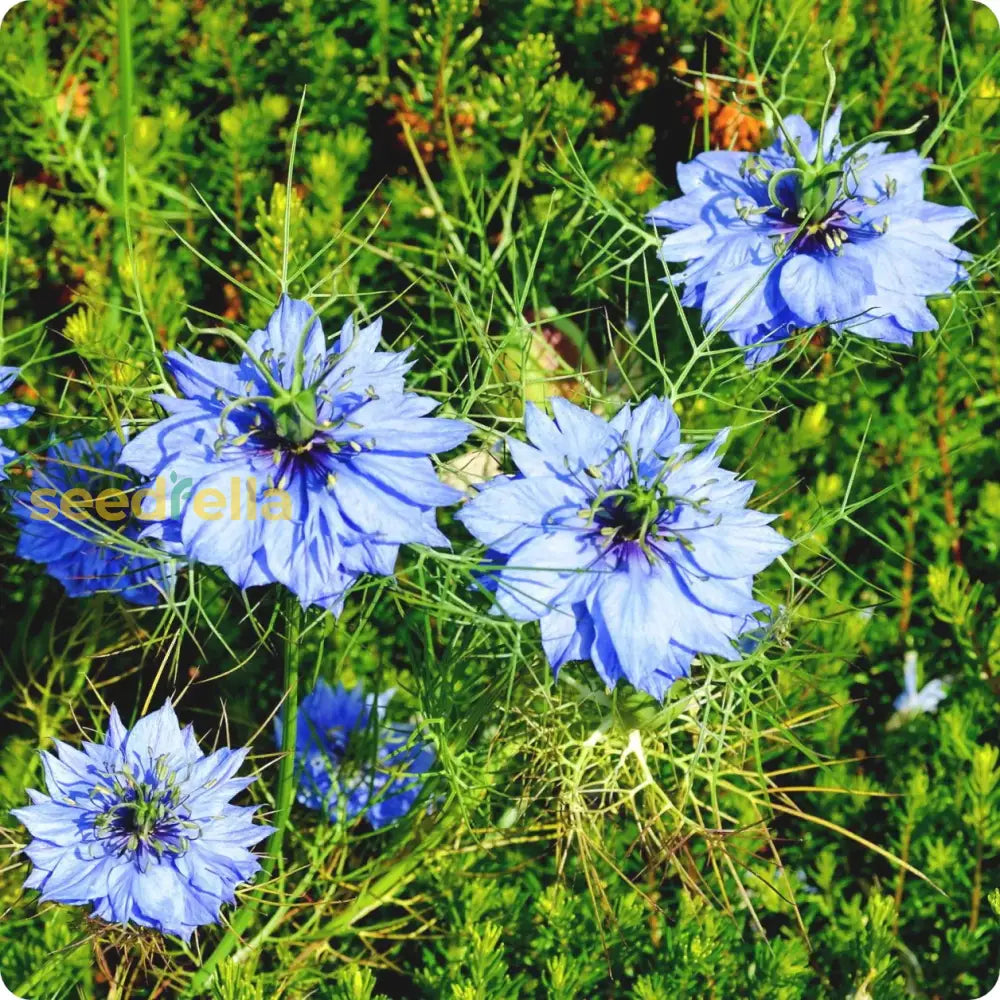 Love-In-A-Mist Flower Seeds For Planting  Nigella Damascena