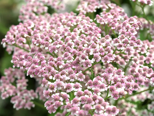 Love Parade Yarrow seeds Achillea sibirica