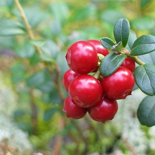 Low bush cranberry seeds forming creeping groundcover in garden