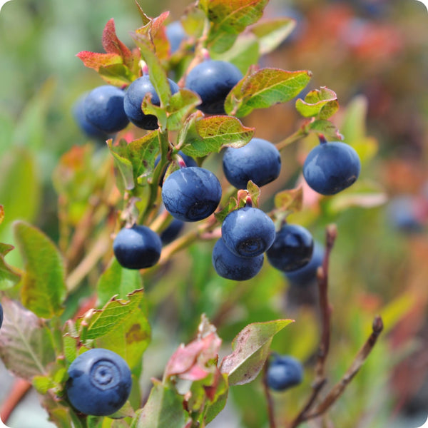 Low-bush wild blueberry seeds Vaccinium angustifolium hardy groundcover fruit shrub