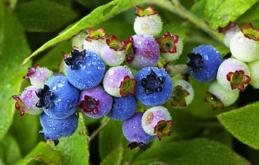 Lowbush Blueberry Seeds – Vaccinium angustifolium Non-GMO Dwarf Fruit Shrub