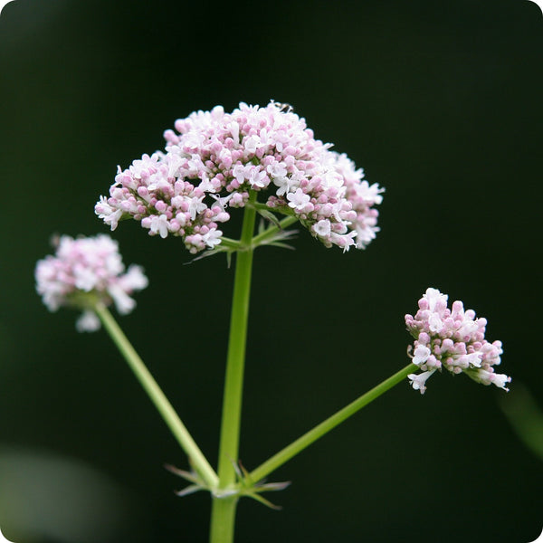 Lubelski Valerian seeds Valeriana officinalis pink white flowers