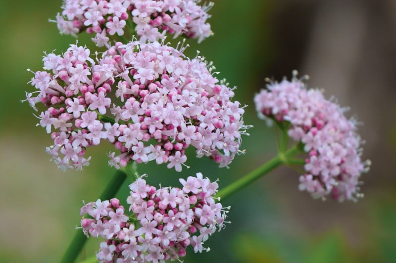 Tall Lubelski Valerian perennial grown from seeds