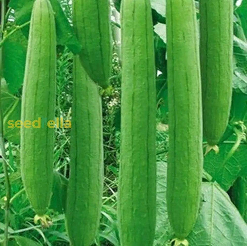 Luffa sponge gourd seeds warm season gardening