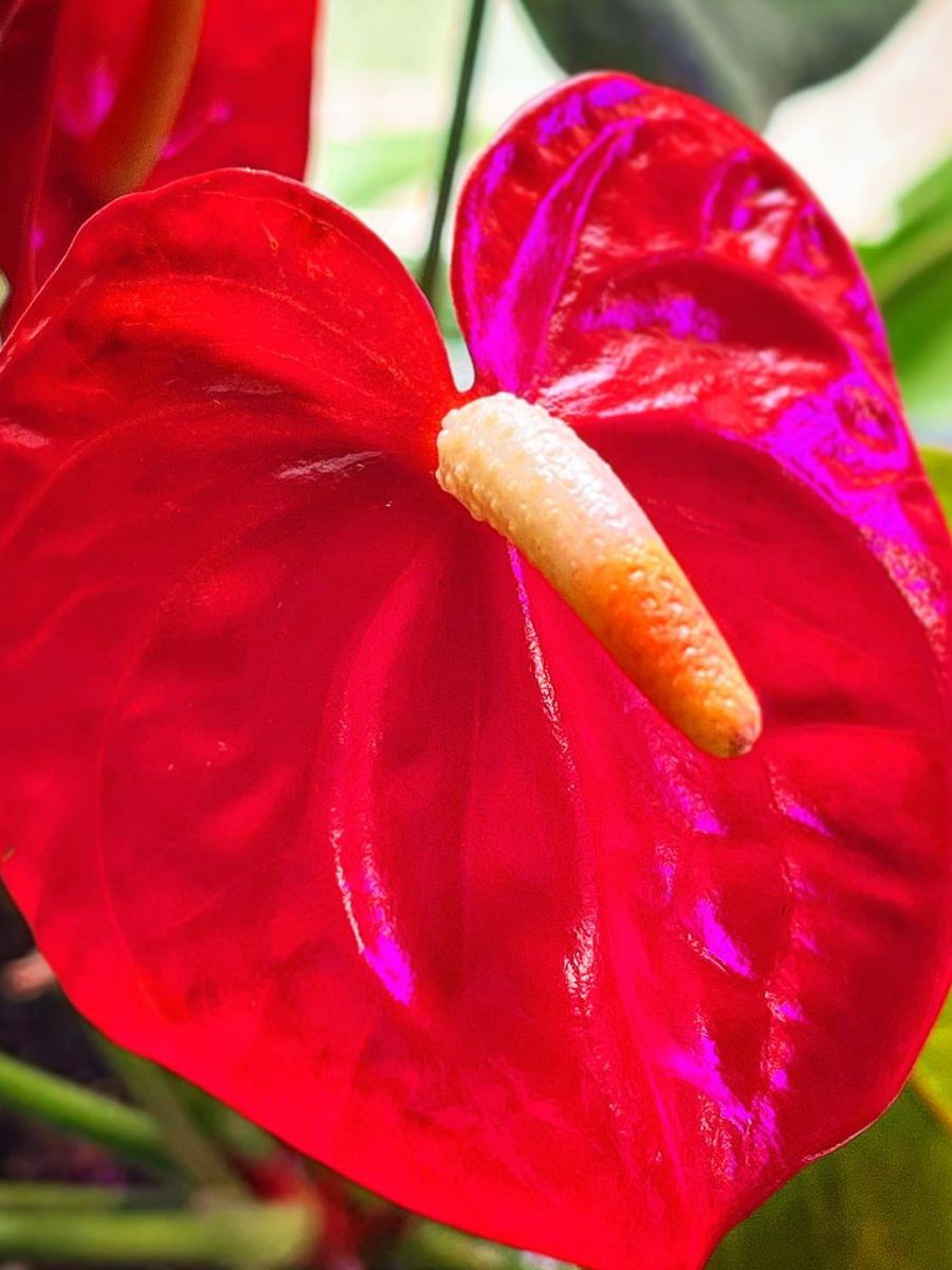 Lush Red Anthurium Flowers Enhancing Garden Space