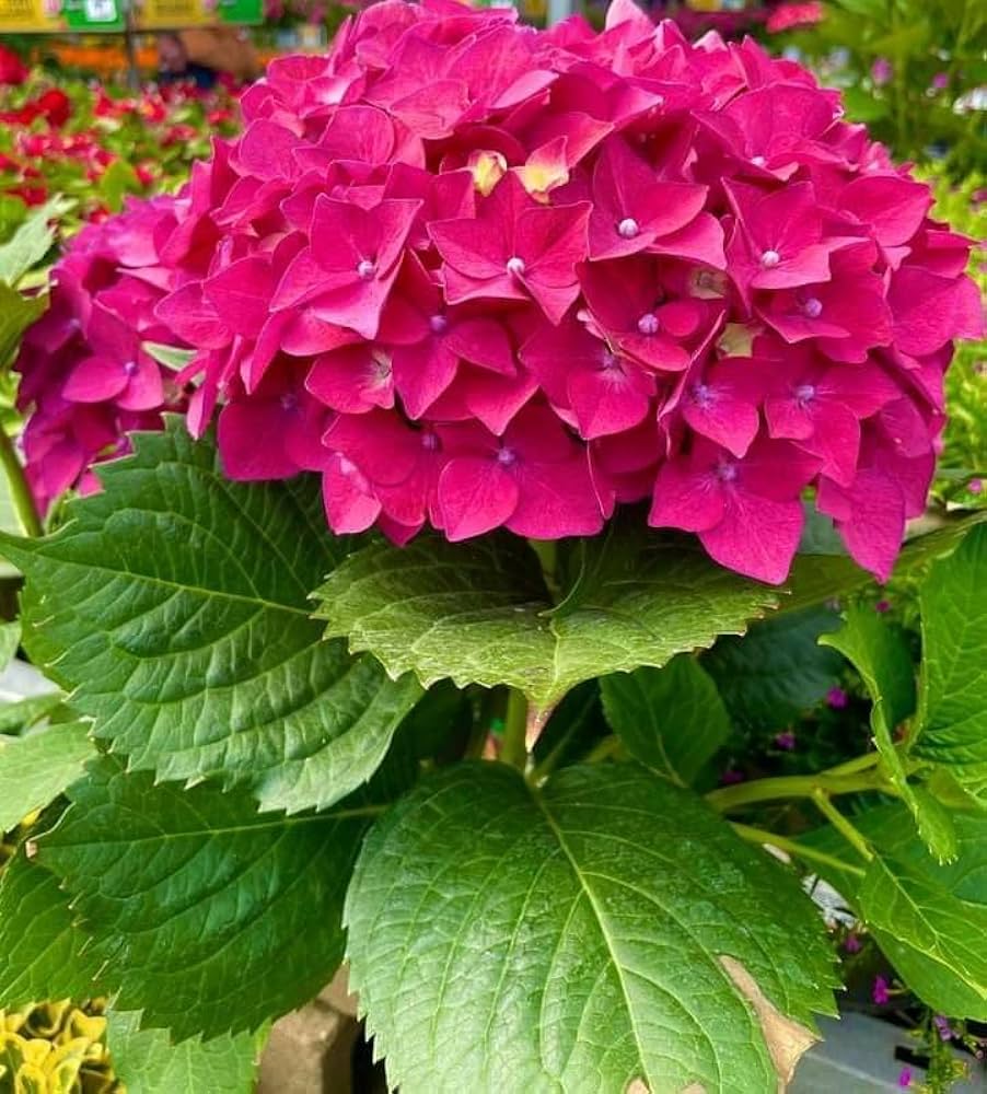 Lush Deep Pink Hydrangea Seeds for colorful garden planting
