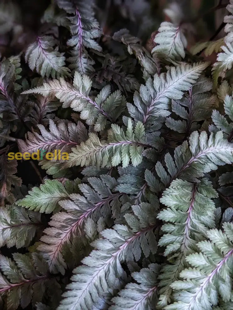 Lush Light Violet Fern Pteridophyta Plant Seeds For Soothing Gardens Seeds