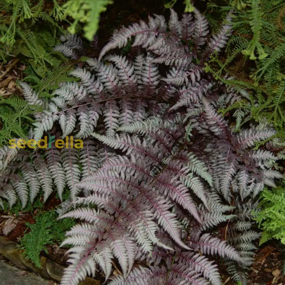 Lush Light Violet Fern Pteridophyta Plant Seeds For Soothing Gardens Seeds