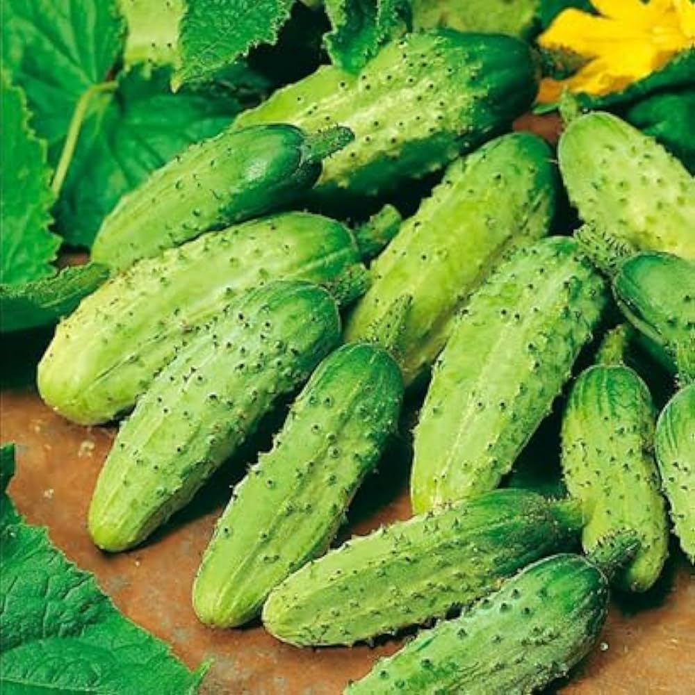 Lyalyuk pickling cucumber growing guide