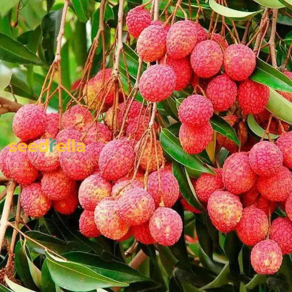 Lychee Fruit Seeds For Easy Planting