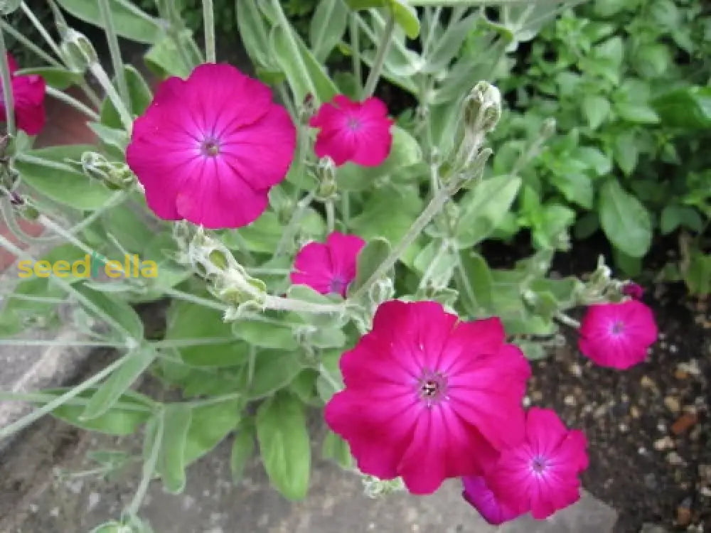 Non GMO Lychnis flower seeds for planting
