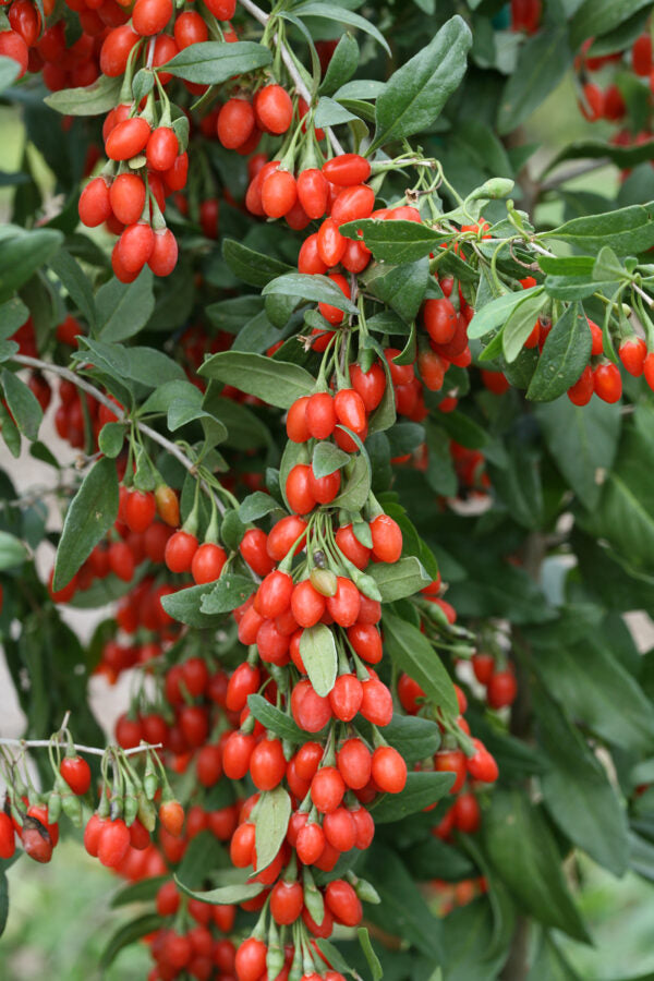 Lycium barbarum goji berry seeds growing into fruiting shrub