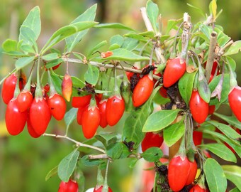 Lycium barbarum Seeds – Himalayan Goji Berry Non-GMO Plant