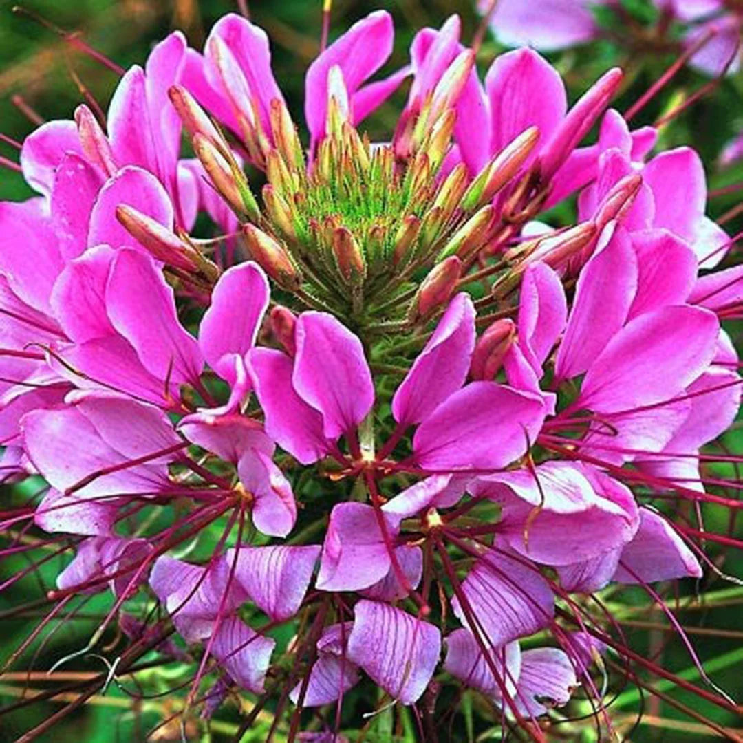 Pink Spiny Spider Flower seeds for Planting - Drought Tolerant, Heirloom & GMO Free Seeds for Home Garden
 
 Sale seeds for home garden
