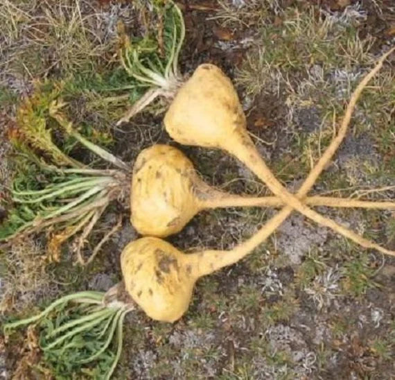 Maca seedlings sprouting in soil