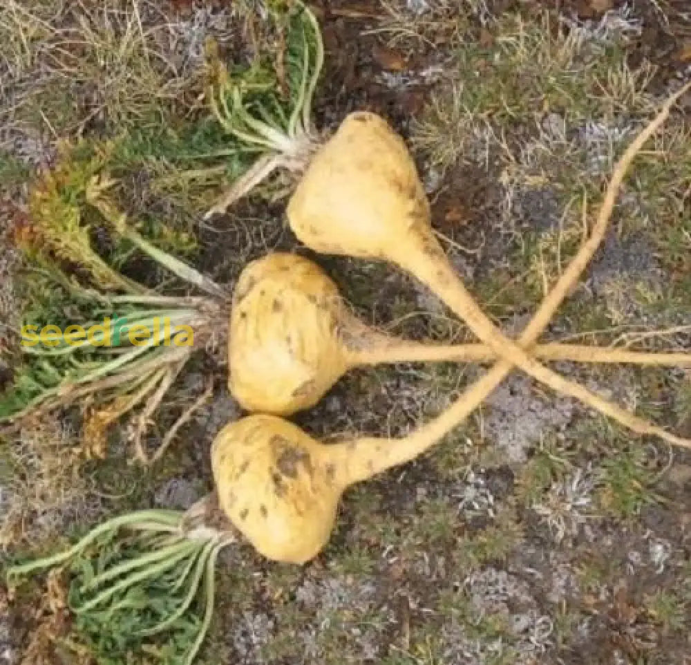 Maca Vegetable Seeds For Easy Planting Seeds