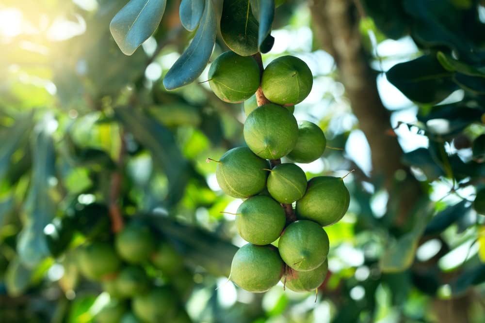 Macadamia nut tree seeds showing glossy green leaves and flower clusters