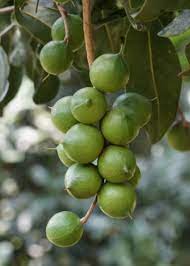 Macadamia nut tree seeds growing into fruiting trees in orchard setting