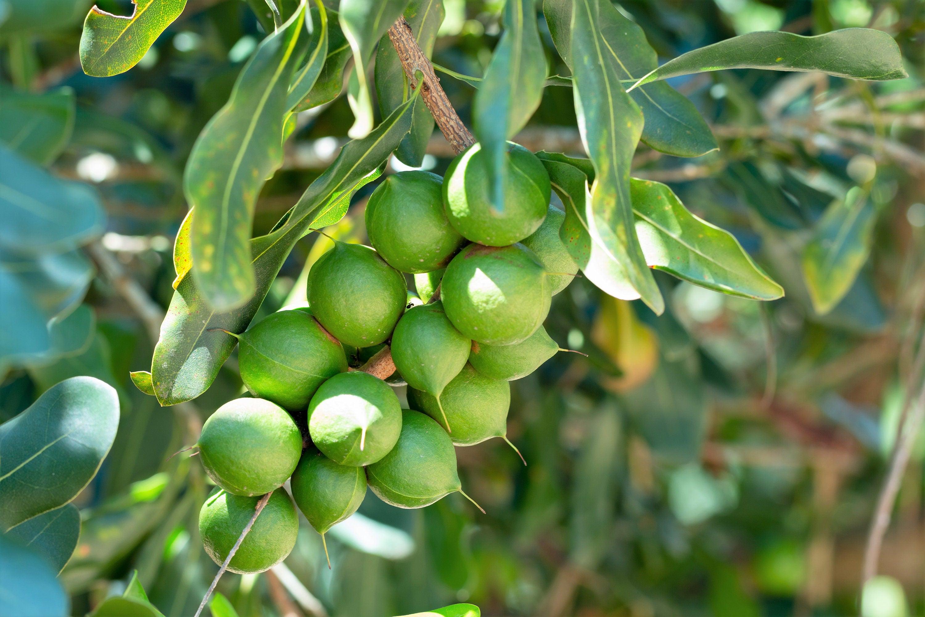 Brown-shelled macadamia nuts with beige edible kernels