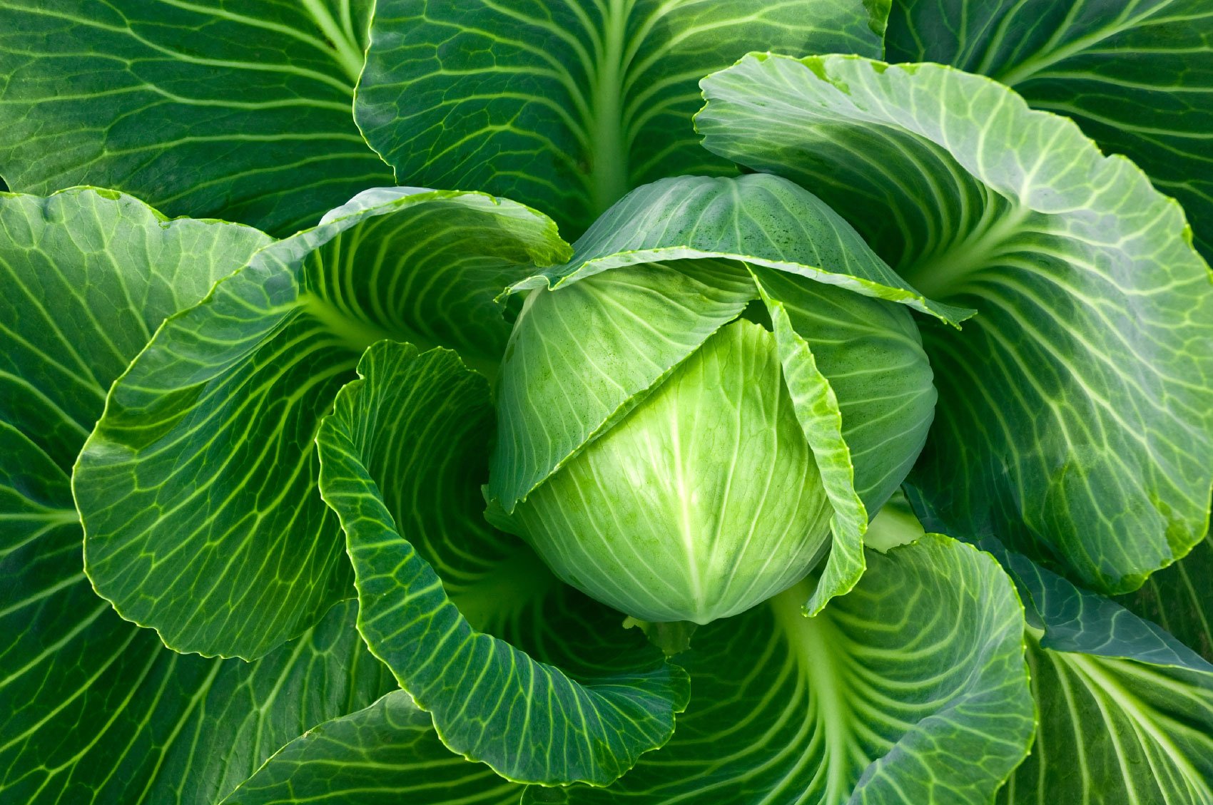 Macaroni plants growing in a school garden vegetable patch