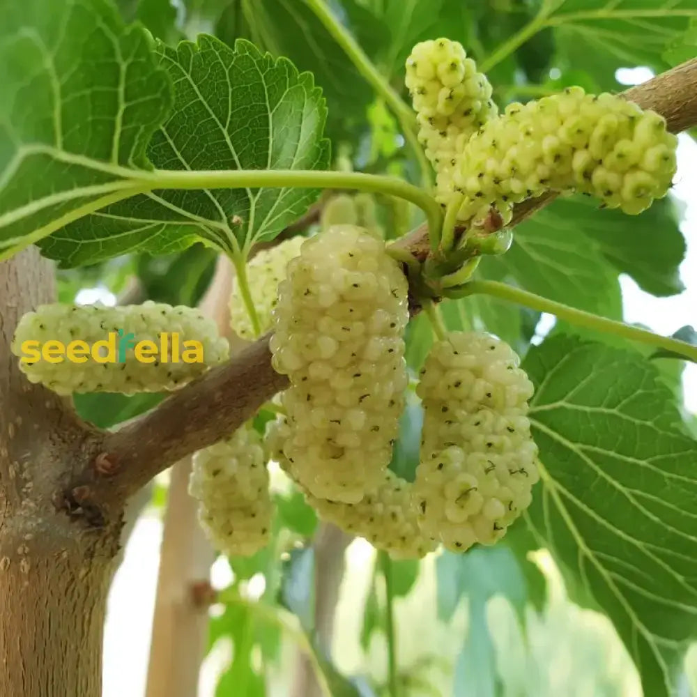 Maclura Fruit Seeds Planting Guide: Tips For Successful Growth