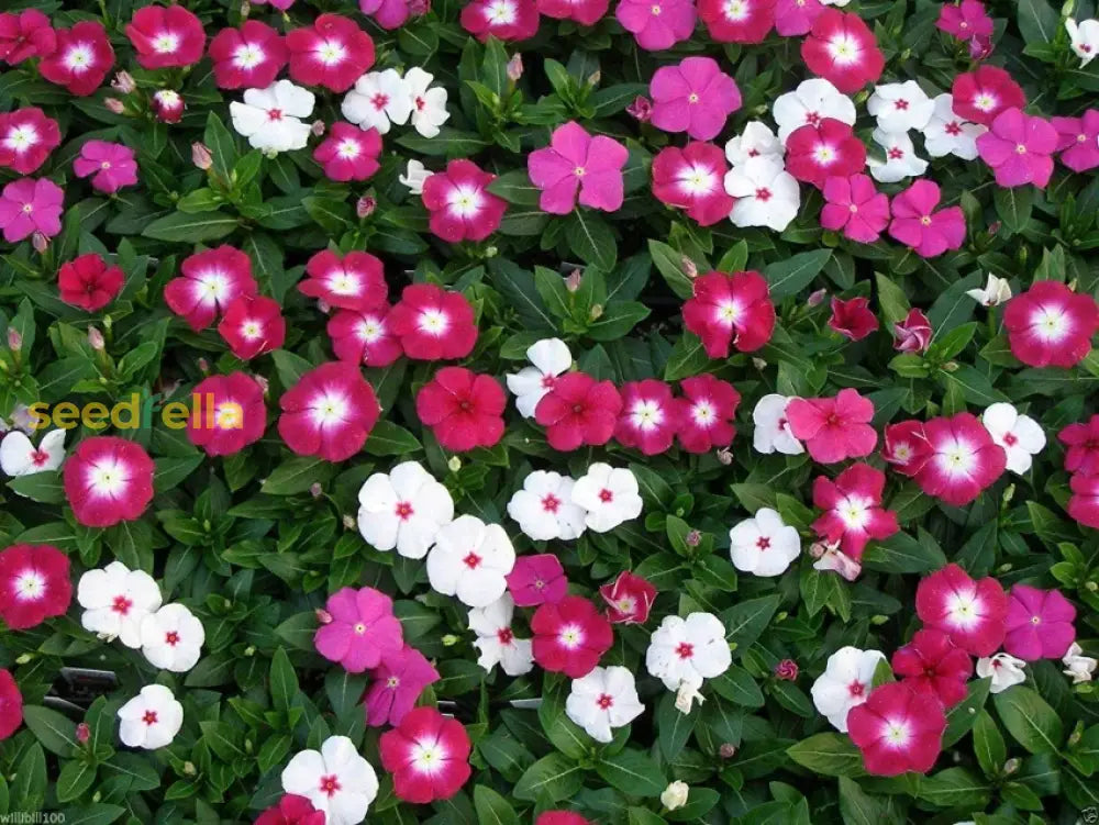 Madagascar Flower Planting Seeds Mix