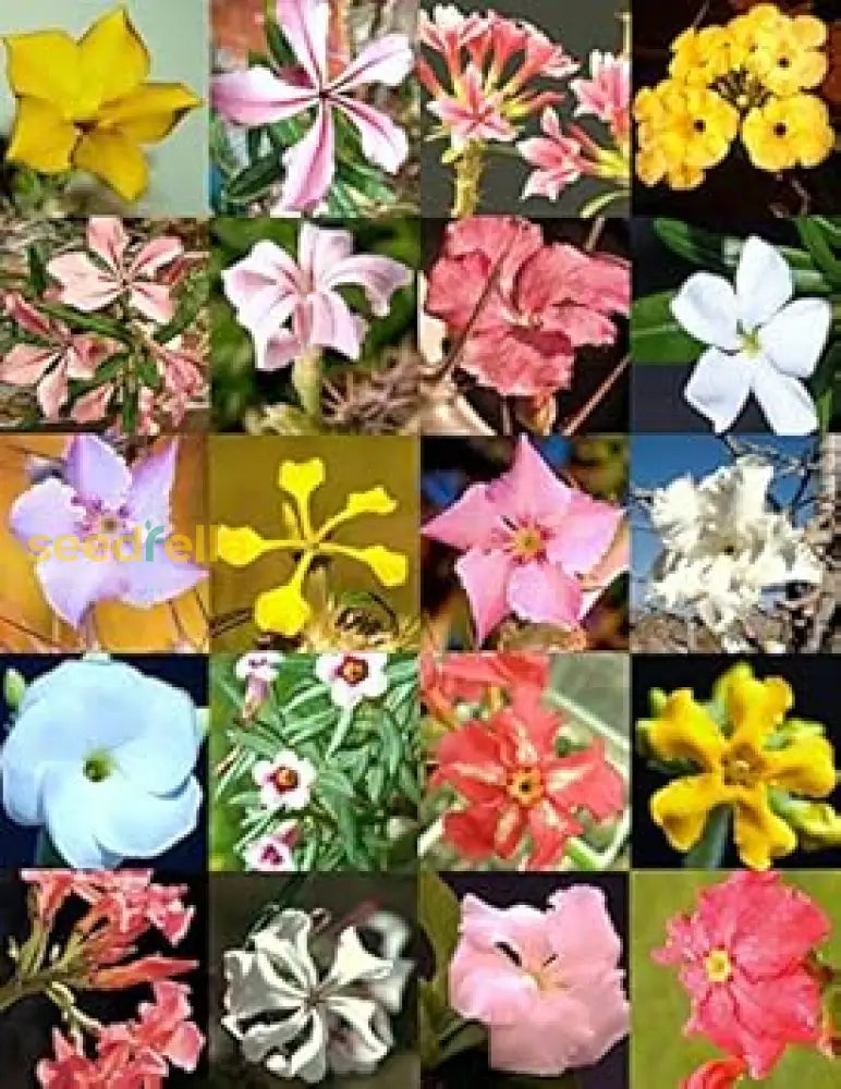 Madagascar Flower Planting Seeds Mix