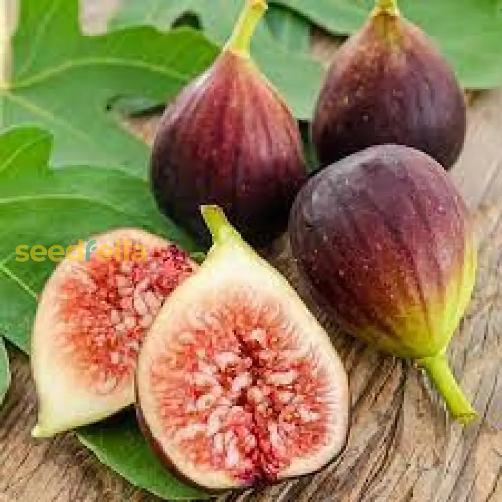 Madeira Fig Fruit Seeds For Planting | Grow Delicious Figs At Home