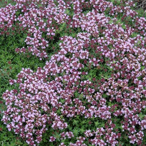 Magic Carpet Thyme groundcover plant grown from seeds