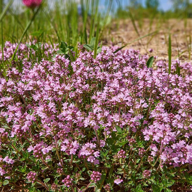 Magic Carpet Thyme seeds Thymus vulgaris pink groundcover