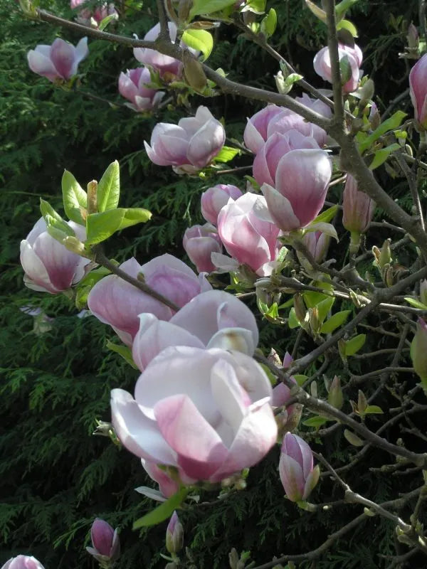 Soulangeana Magnolia flowers in landscape garden
