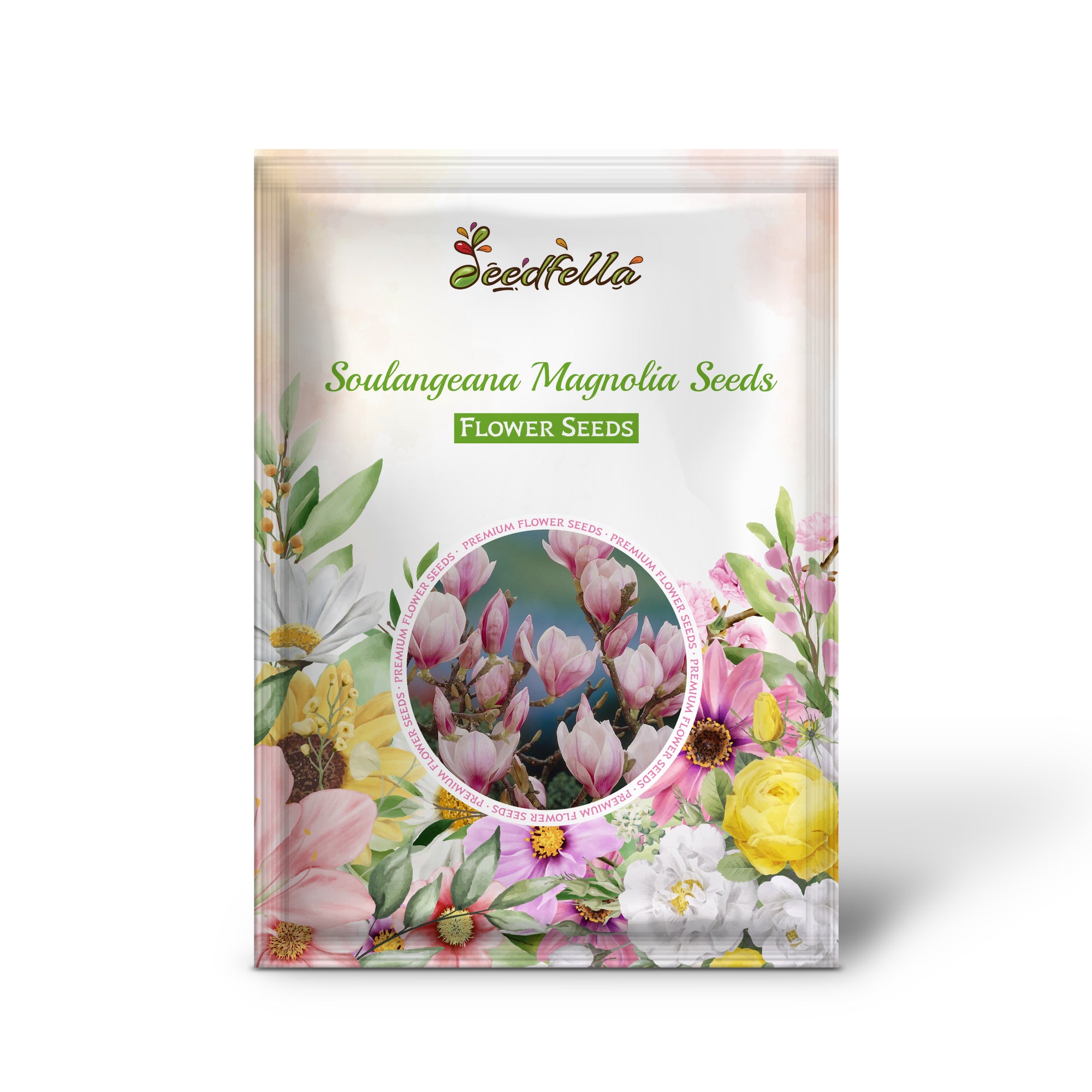 Pink and white Soulangeana Magnolia flowers in bloom